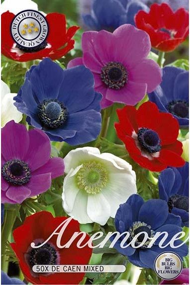 Anemon De Caen Mix 50-pakning